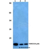 Anti-FAM215A Antibody from Bioworld Technology (BS60486) - Antibodies.com