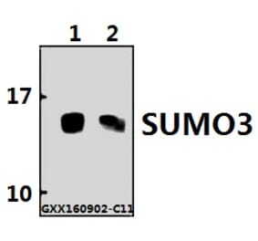 Anti-SUMO3 Antibody from Bioworld Technology (BS60488) - Antibodies.com