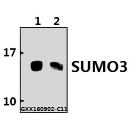 Anti-SUMO3 Antibody from Bioworld Technology (BS60488) - Antibodies.com