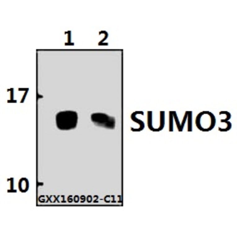 Anti-SUMO3 Antibody from Bioworld Technology (BS60488) - Antibodies.com