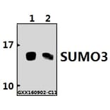 Anti-SUMO3 Antibody from Bioworld Technology (BS60488) - Antibodies.com