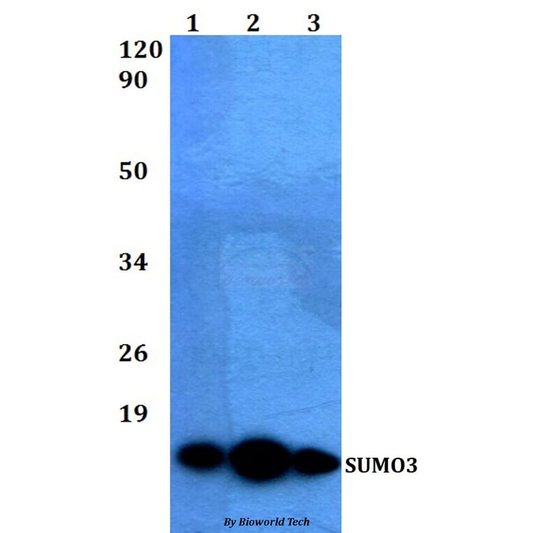 Anti-SUMO3 Antibody from Bioworld Technology (BS60488) - Antibodies.com