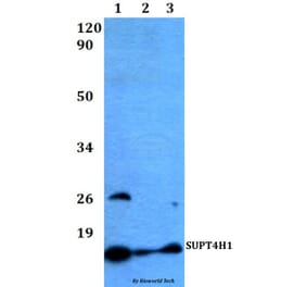 Anti-SUPT4H1 Antibody from Bioworld Technology (BS60490) - Antibodies.com