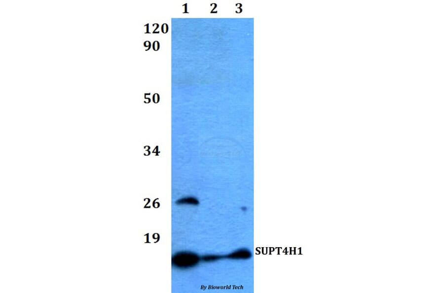 Anti-SUPT4H1 Antibody from Bioworld Technology (BS60490) - Antibodies.com