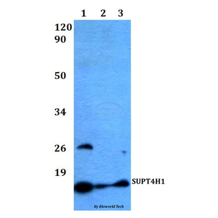 Anti-SUPT4H1 Antibody from Bioworld Technology (BS60490) - Antibodies.com
