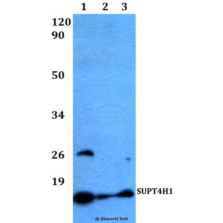 Anti-SUPT4H1 Antibody from Bioworld Technology (BS60490) - Antibodies.com