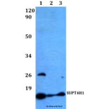 Anti-SUPT4H1 Antibody from Bioworld Technology (BS60490) - Antibodies.com