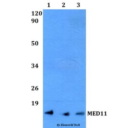 Anti-MED11 Antibody from Bioworld Technology (BS60491) - Antibodies.com