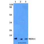 Anti-MED11 Antibody from Bioworld Technology (BS60491) - Antibodies.com