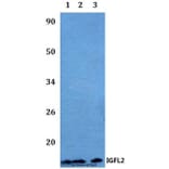 Anti-IGFL2 Antibody from Bioworld Technology (BS60493) - Antibodies.com