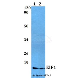 Anti-EIF1 Antibody from Bioworld Technology (BS60495) - Antibodies.com