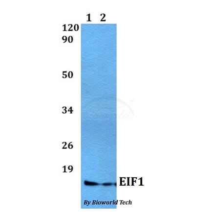 Anti-EIF1 Antibody from Bioworld Technology (BS60495) - Antibodies.com