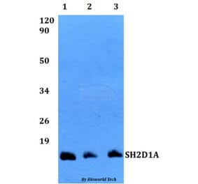 Anti-SH2D1A Antibody from Bioworld Technology (BS60496) - Antibodies.com