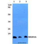 Anti-SH2D1A Antibody from Bioworld Technology (BS60496) - Antibodies.com