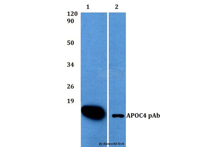 Anti-APOC4 Antibody from Bioworld Technology (BS60500) - Antibodies.com