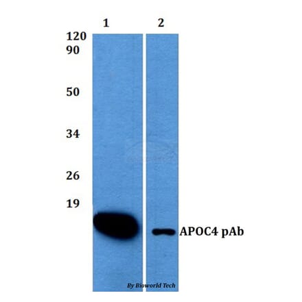 Anti-APOC4 Antibody from Bioworld Technology (BS60500) - Antibodies.com