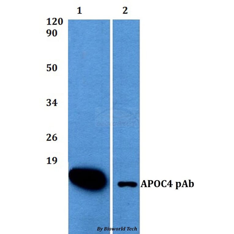 Anti-APOC4 Antibody from Bioworld Technology (BS60500) - Antibodies.com