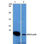 Anti-APOC4 Antibody from Bioworld Technology (BS60500) - Antibodies.com