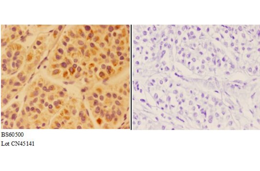 Anti-APOC4 Antibody from Bioworld Technology (BS60500) - Antibodies.com