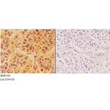 Anti-APOC4 Antibody from Bioworld Technology (BS60500) - Antibodies.com