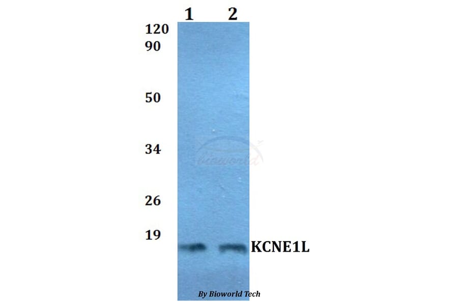 Anti-KCNE1L Antibody from Bioworld Technology (BS60501) - Antibodies.com
