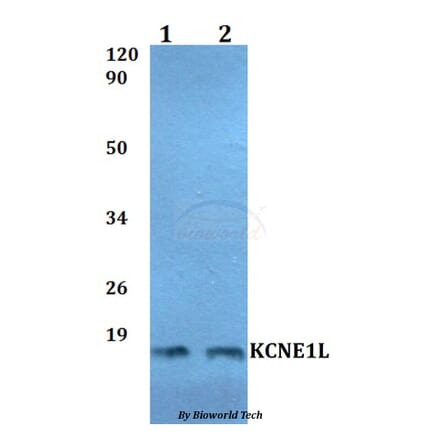 Anti-KCNE1L Antibody from Bioworld Technology (BS60501) - Antibodies.com