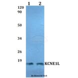 Anti-KCNE1L Antibody from Bioworld Technology (BS60501) - Antibodies.com