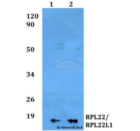 Anti-RPL22/RPL22L1 Antibody from Bioworld Technology (BS60502) - Antibodies.com