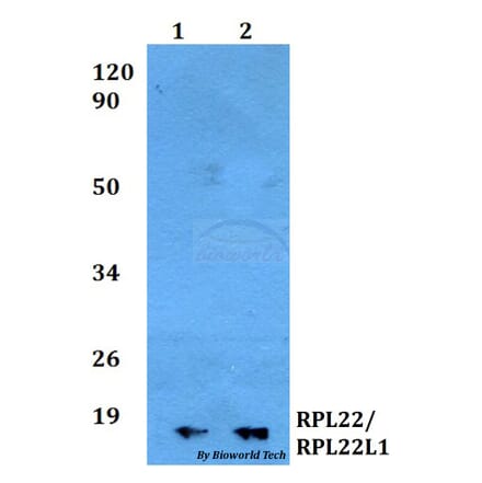 Anti-RPL22/RPL22L1 Antibody from Bioworld Technology (BS60502) - Antibodies.com
