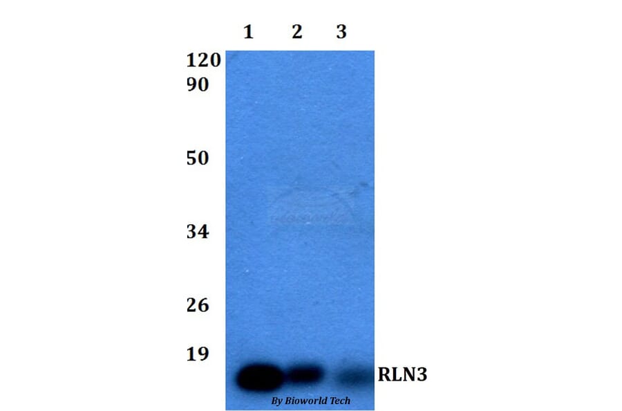 Anti-RLN3 Antibody from Bioworld Technology (BS60503) - Antibodies.com