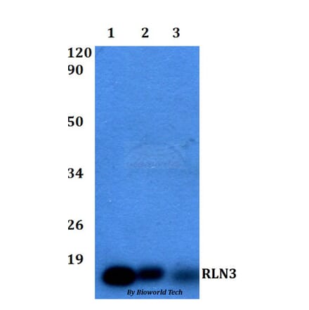 Anti-RLN3 Antibody from Bioworld Technology (BS60503) - Antibodies.com