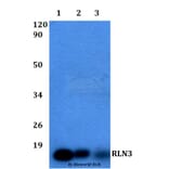 Anti-RLN3 Antibody from Bioworld Technology (BS60503) - Antibodies.com