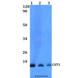 Anti-CST1 Antibody from Bioworld Technology (BS60505) - Antibodies.com