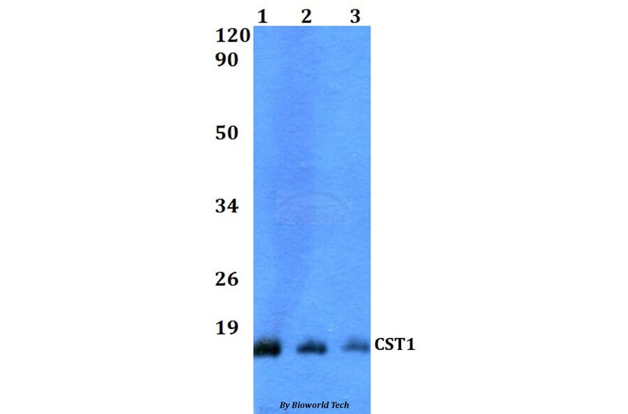 Anti-CST1 Antibody from Bioworld Technology (BS60505) - Antibodies.com