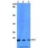 Anti-CST1 Antibody from Bioworld Technology (BS60505) - Antibodies.com