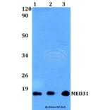 Anti-MED31 Antibody from Bioworld Technology (BS60506) - Antibodies.com