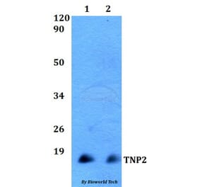 Anti-TNP2 Antibody from Bioworld Technology (BS60508) - Antibodies.com