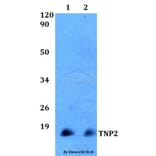 Anti-TNP2 Antibody from Bioworld Technology (BS60508) - Antibodies.com