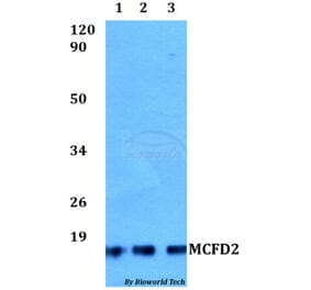 Anti-MCFD2 Antibody from Bioworld Technology (BS60509) - Antibodies.com