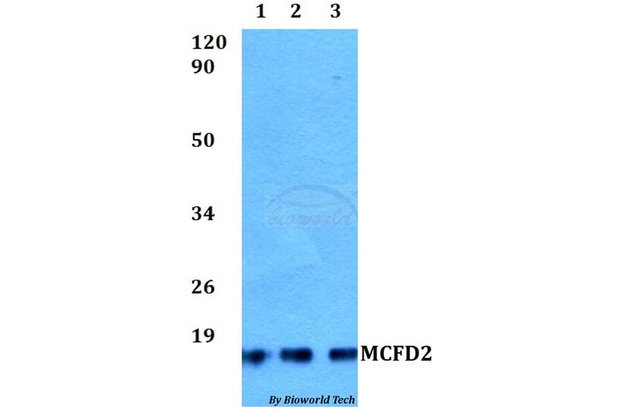 Anti-MCFD2 Antibody from Bioworld Technology (BS60509) - Antibodies.com