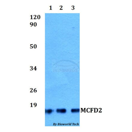 Anti-MCFD2 Antibody from Bioworld Technology (BS60509) - Antibodies.com