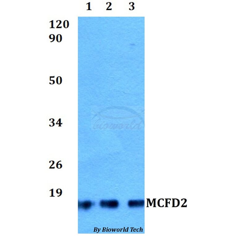 Anti-MCFD2 Antibody from Bioworld Technology (BS60509) - Antibodies.com