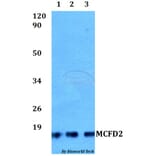 Anti-MCFD2 Antibody from Bioworld Technology (BS60509) - Antibodies.com