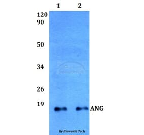 Anti-ANG Antibody from Bioworld Technology (BS60510) - Antibodies.com