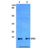 Anti-ANG Antibody from Bioworld Technology (BS60510) - Antibodies.com
