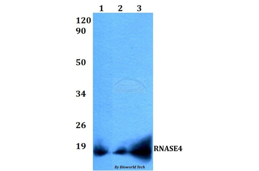 Anti-RNASE4 Antibody from Bioworld Technology (BS60511) - Antibodies.com