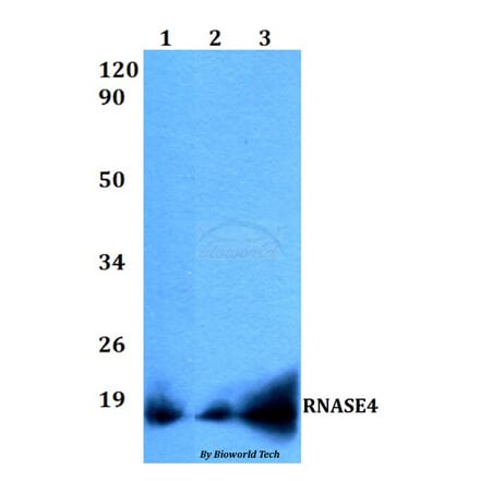 Anti-RNASE4 Antibody from Bioworld Technology (BS60511) - Antibodies.com