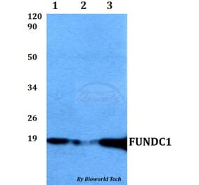 Anti-FUNDC1 Antibody from Bioworld Technology (BS60512) - Antibodies.com