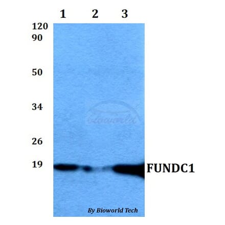 Anti-FUNDC1 Antibody from Bioworld Technology (BS60512) - Antibodies.com