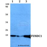 Anti-FUNDC1 Antibody from Bioworld Technology (BS60512) - Antibodies.com
